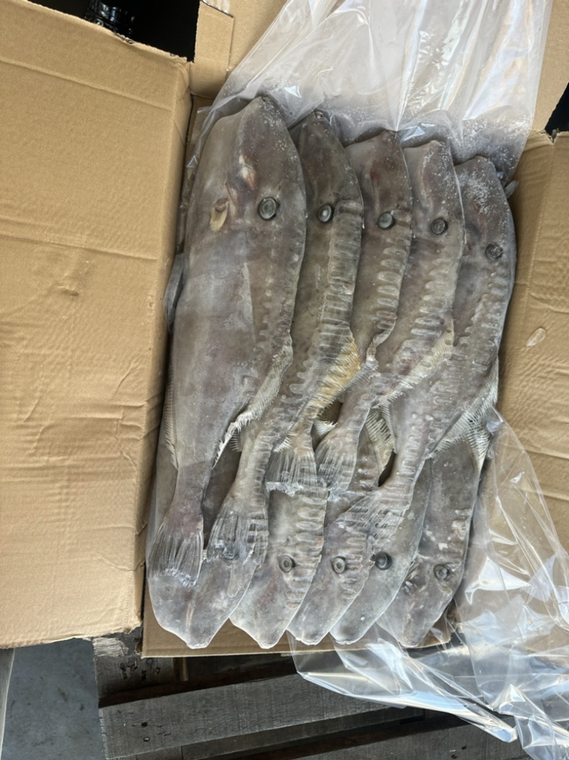 700/1000马面鱼圆条马面鱼耗儿鱼