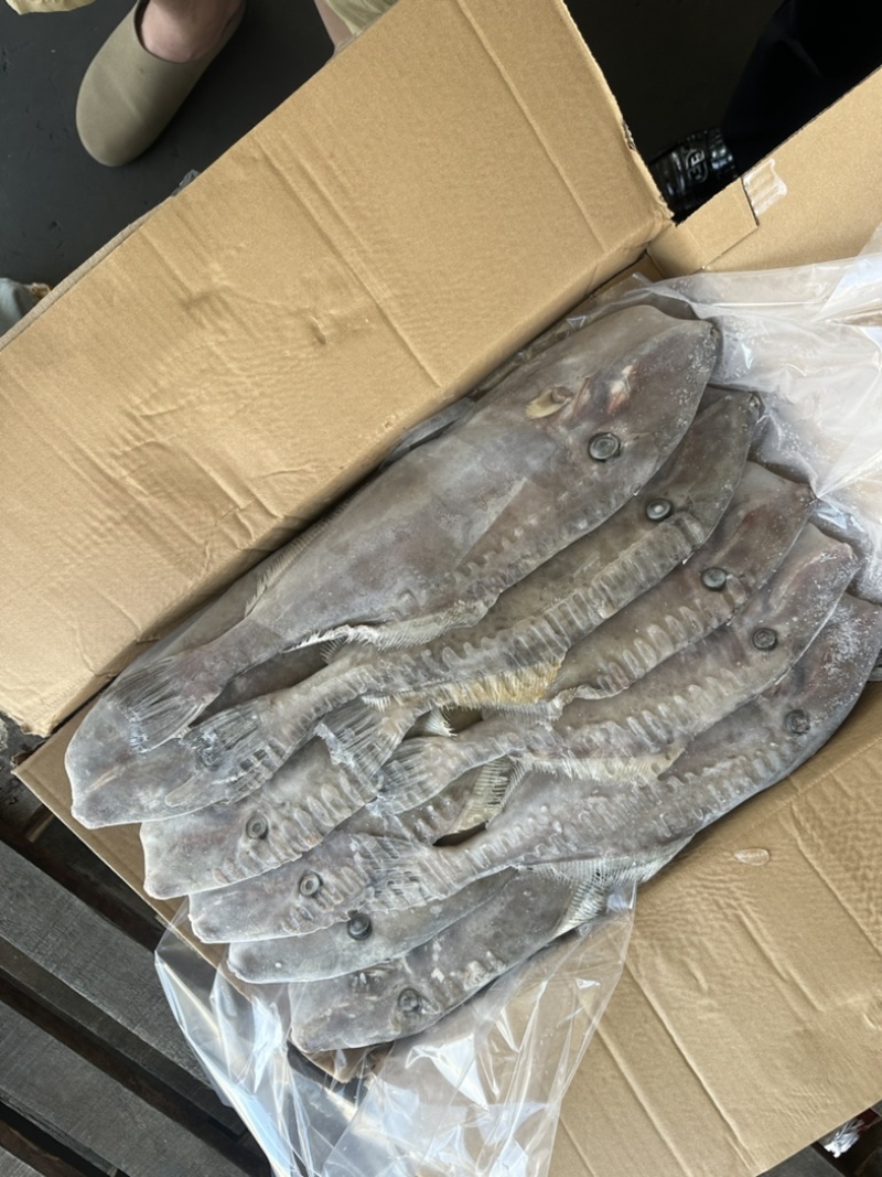 700/1000马面鱼圆条马面鱼耗儿鱼