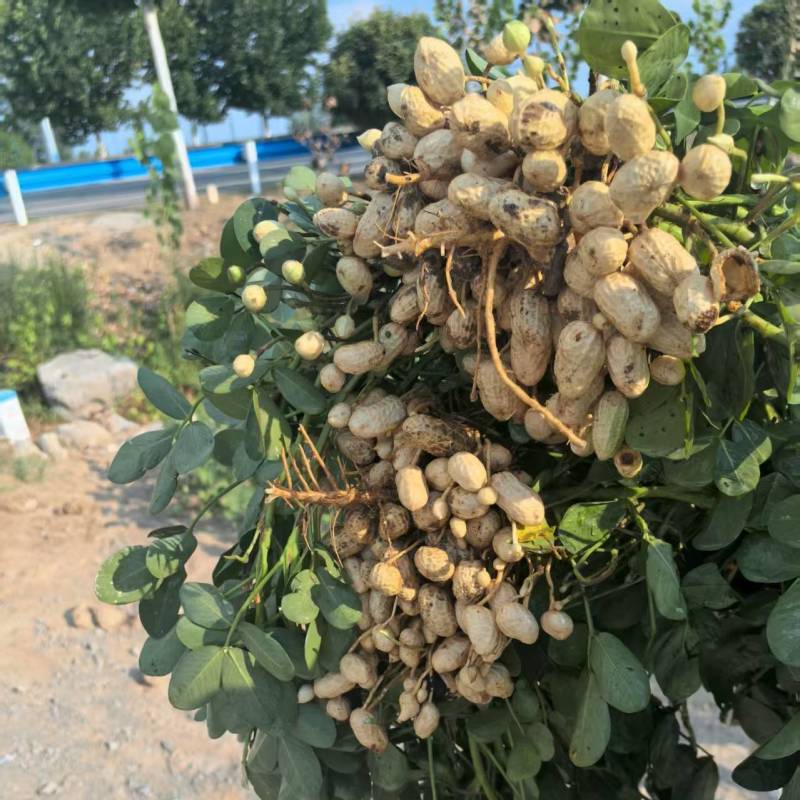 我是驻马店天程农庄我这有大量的新鲜花生，产地直供