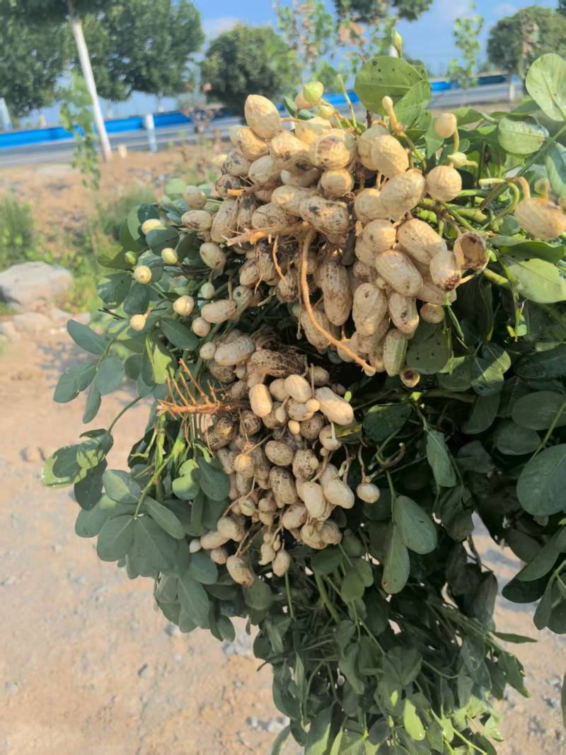 我是驻马店天程农庄我这有大量的新鲜花生，产地直供