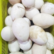鹅蛋