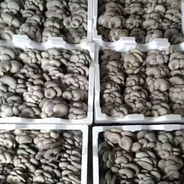 头茬小叶大量上市，价格合适，量大的来