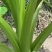正宗正荔浦芋头