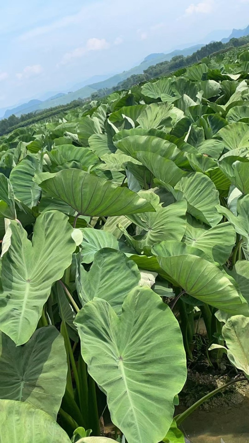 正宗正荔浦芋头