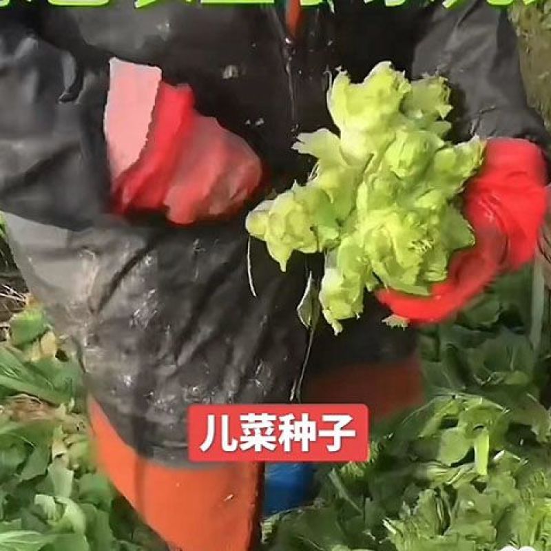 丁家儿菜早熟147种子秋播早熟四川拳头菜种籽高产重庆大
