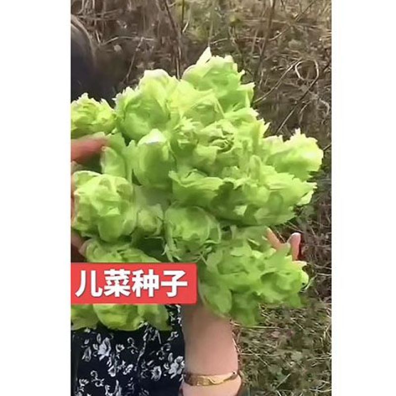丁家儿菜早熟147种子秋播早熟四川拳头菜种籽高产重庆大