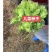 丁家儿菜早熟147种子秋播早熟四川拳头菜种籽高产重庆大