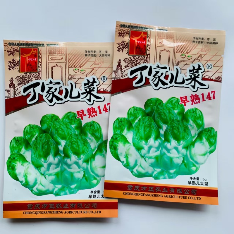 丁家儿菜早熟147种子秋播早熟四川拳头菜种籽高产重庆大