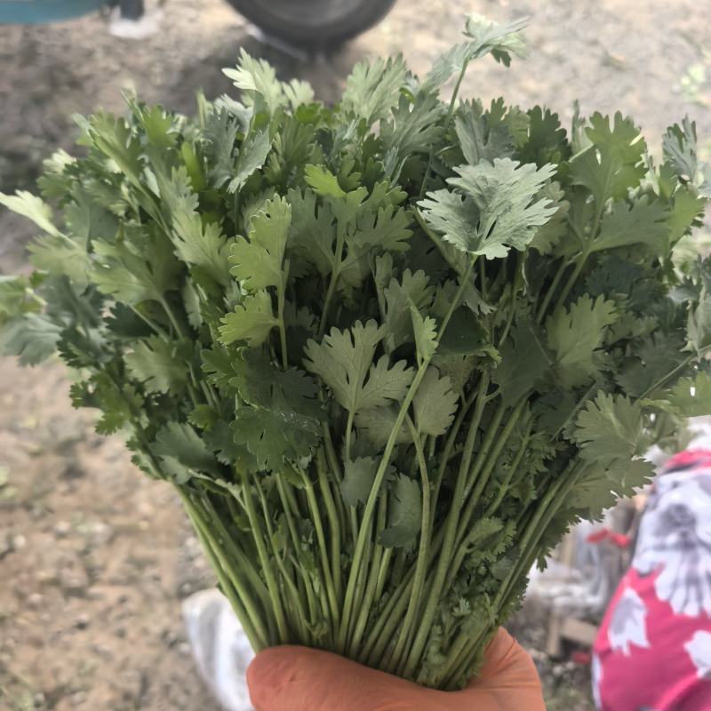 铁杆香菜产地直发，自产自销，需要的联系