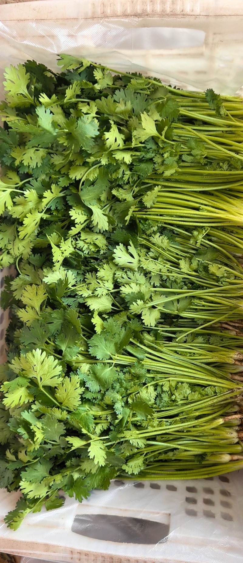 铁杆香菜产地直发，自产自销，需要的联系