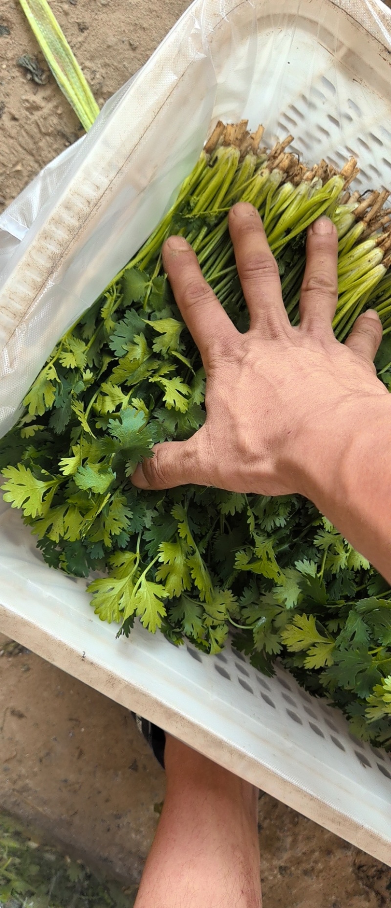铁杆香菜产地直发，自产自销，需要的联系