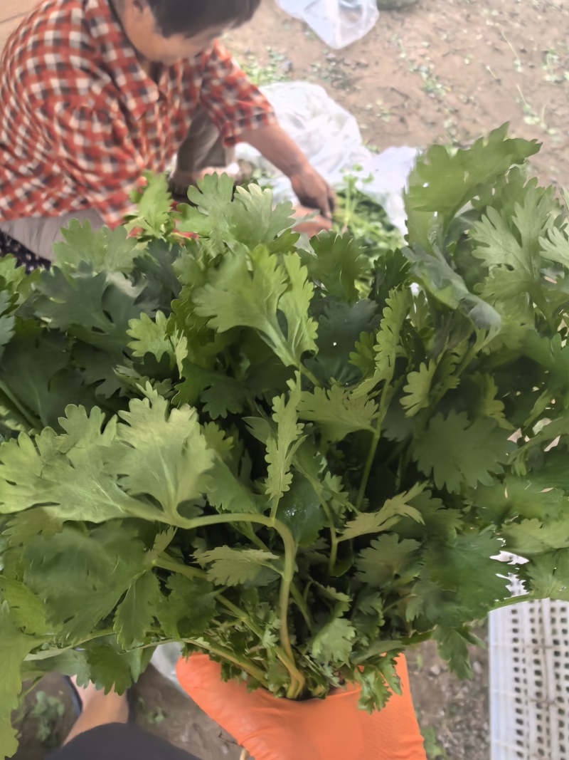 铁杆香菜产地直发，自产自销，需要的联系