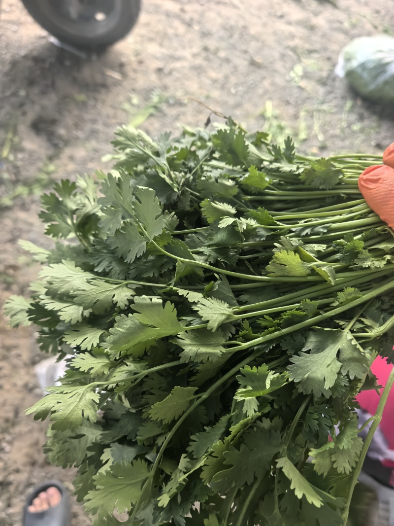 铁杆香菜产地直发，自产自销，需要的联系