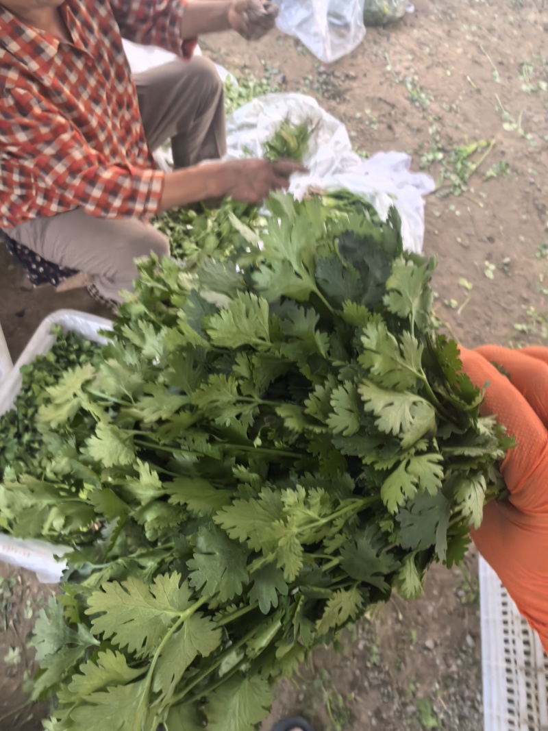 铁杆香菜产地直发，自产自销，需要的联系