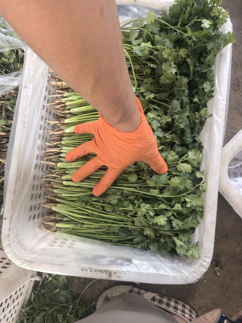 铁杆香菜产地直发，自产自销，需要的联系