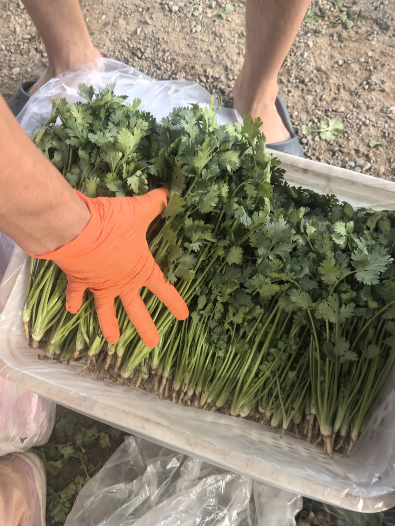 铁杆香菜产地直发，自产自销，需要的联系