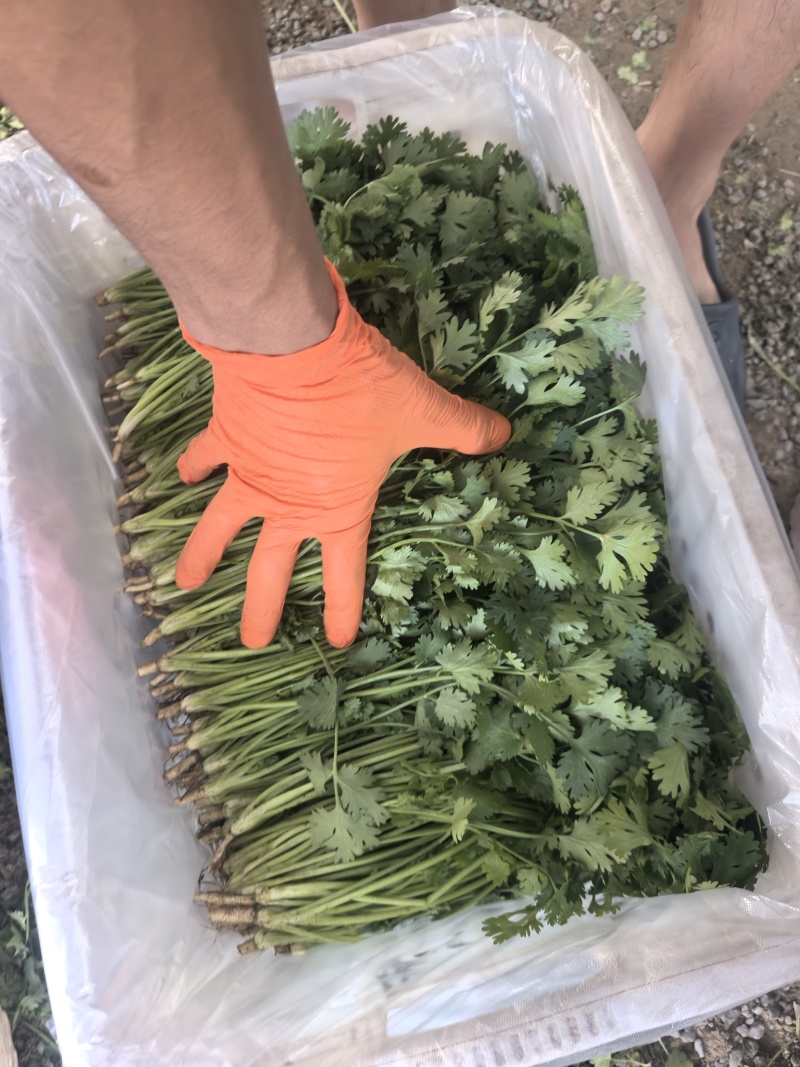铁杆香菜产地直发，自产自销，需要的联系