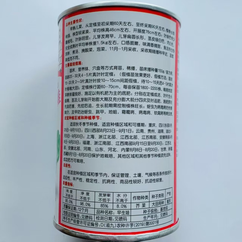 丁家儿菜种子早熟儿芽扁圆长形口感脆嫩儿菜种子早生娃儿菜种