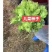 丁家儿菜早熟147种子秋播早熟四川拳头菜种籽高产重庆大
