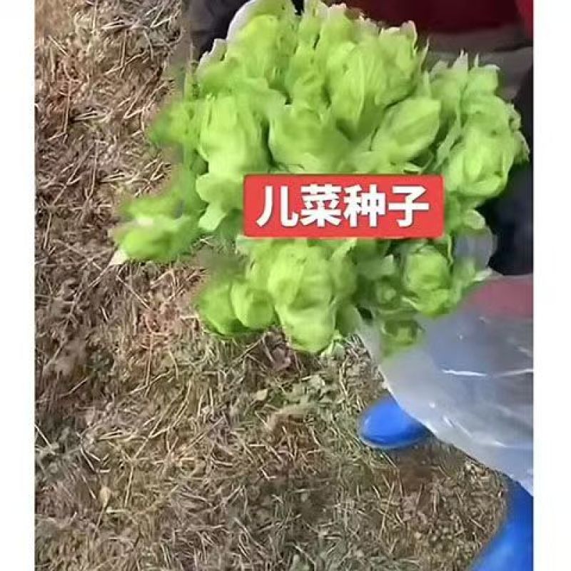 丁家儿菜早熟147种子秋播早熟四川拳头菜种籽高产重庆大