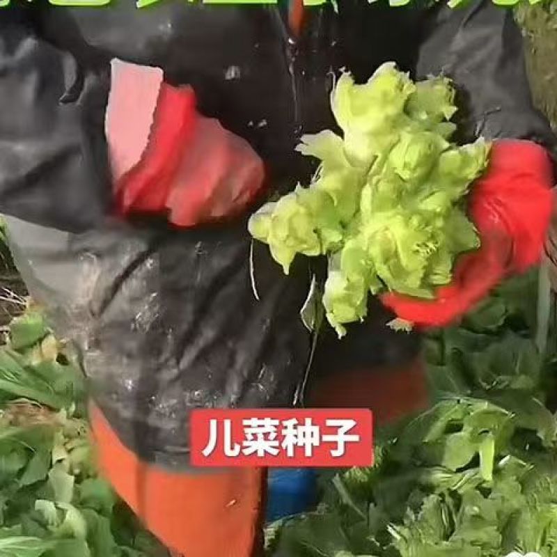 丁家儿菜早熟147种子秋播早熟四川拳头菜种籽高产重庆大