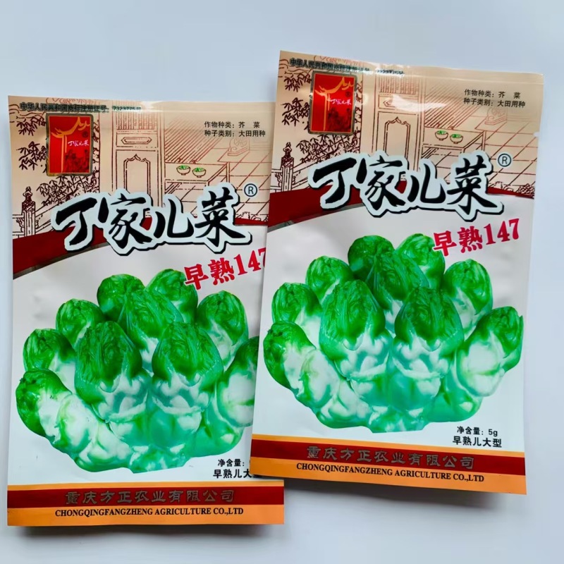 丁家儿菜早熟147种子秋播早熟四川拳头菜种籽高产重庆大