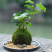 日式苔玉苔藓球苔藓花器创意石斛种植盆园艺盆栽家居