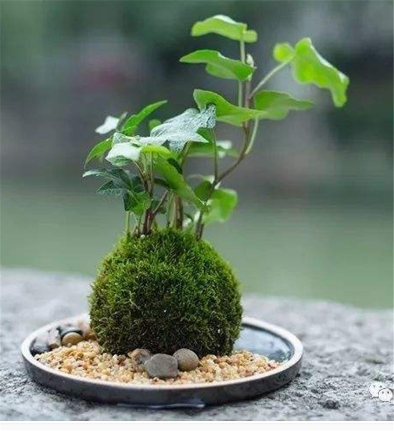 日式苔玉苔藓球苔藓花器创意石斛种植盆园艺盆栽家居