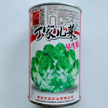 丁家儿菜种子早生娃儿菜种子早熟儿芽扁圆形茎皮白绿色口感脆