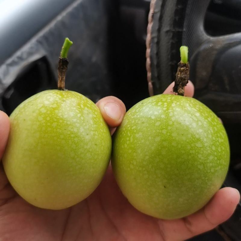 钦蜜9号黄金百香果
