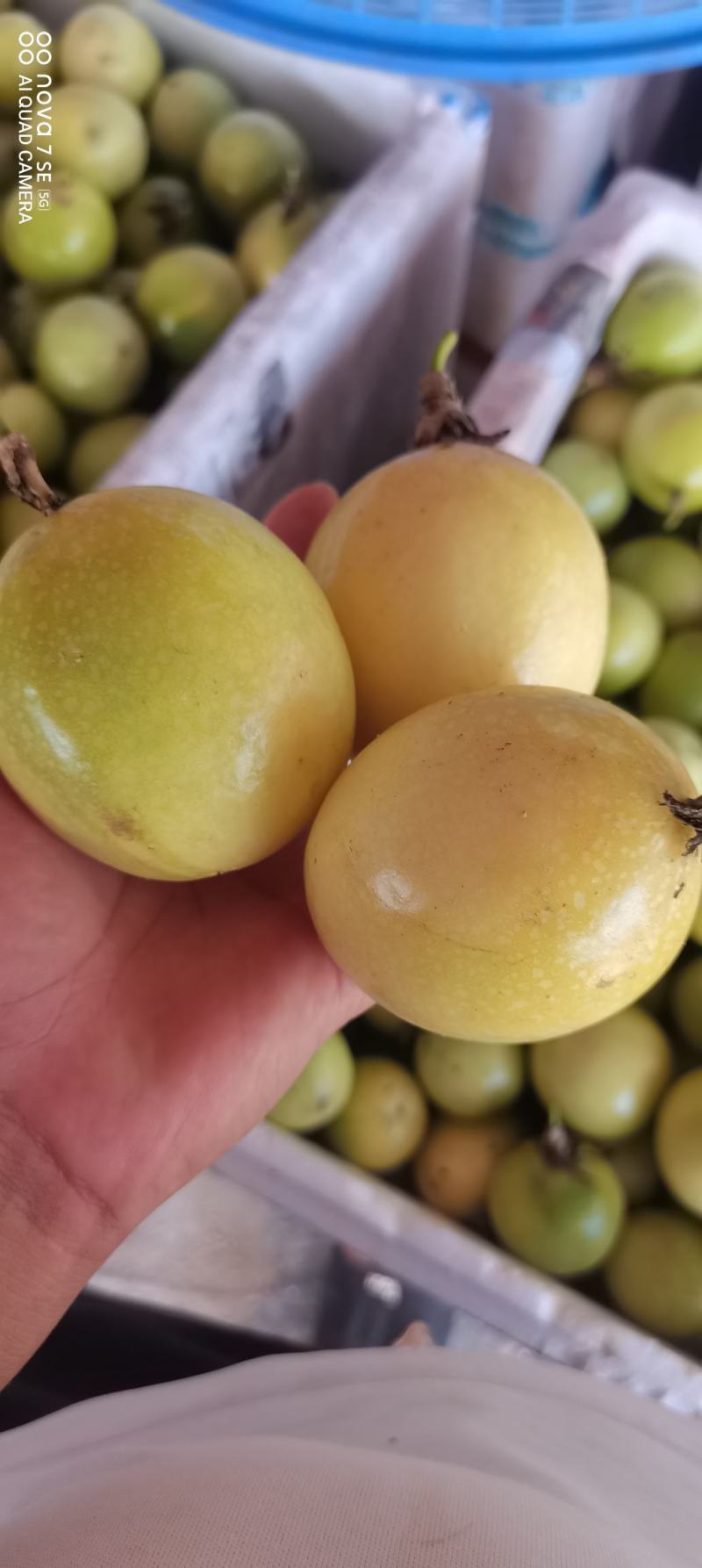 钦蜜9号黄金百香果