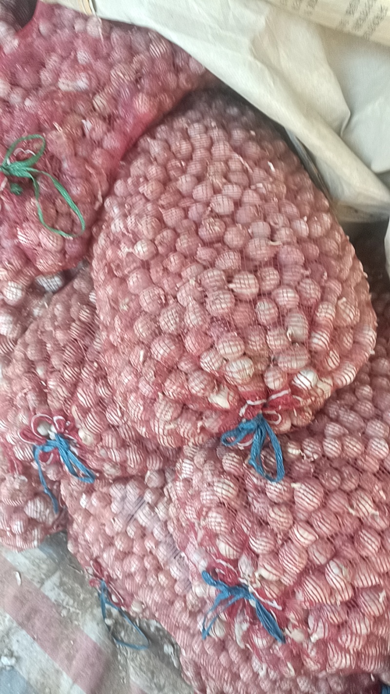 独头蒜