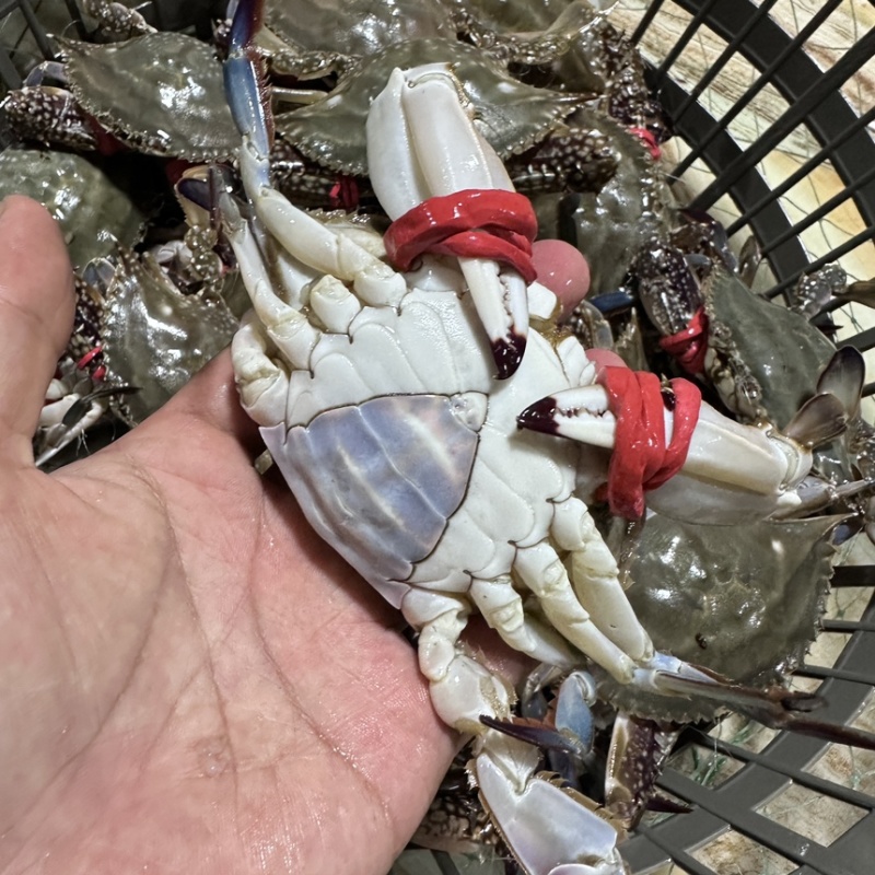 连云港小船货×一手货源，花脐蟹，三角蟹