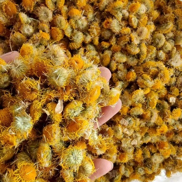 山东精品旋覆花