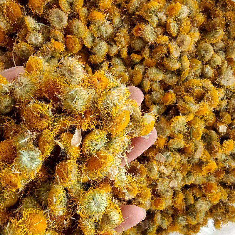 山东精品旋覆花