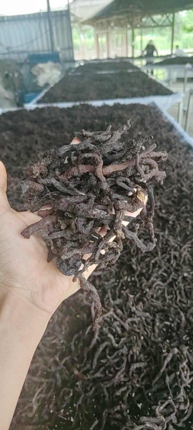 玉竹九蒸九晒玉竹黄精野生玉竹即食软糯香甜