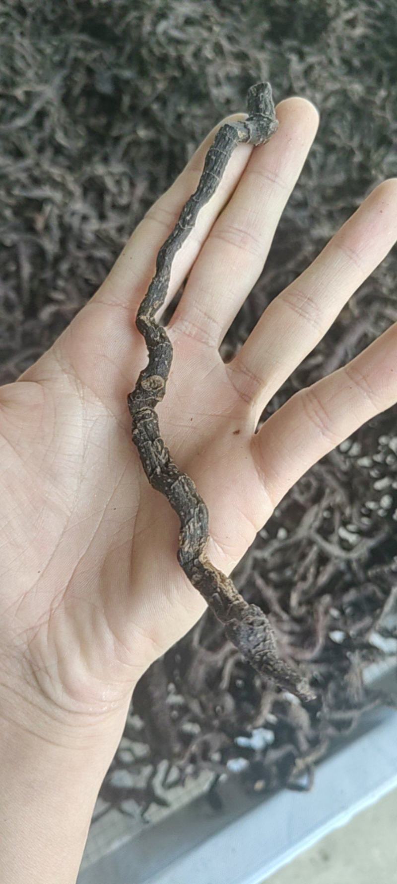 玉竹九蒸九晒玉竹黄精野生玉竹即食软糯香甜