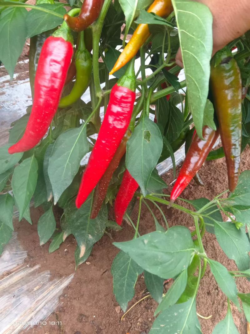 津红二号，大量有货