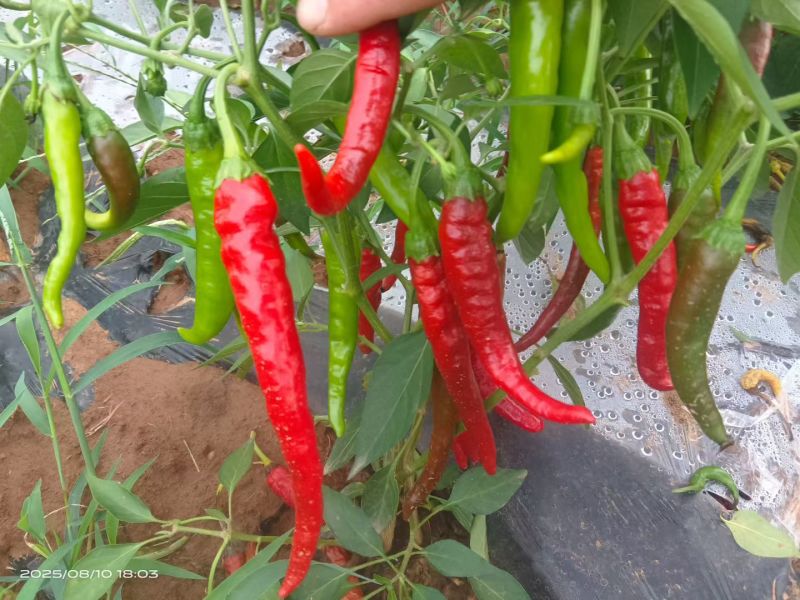 津红二号，大量有货