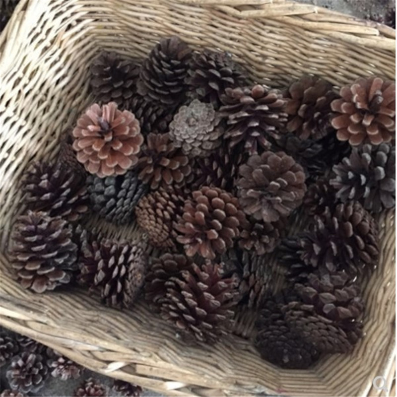 供应松球本地松马尾松果3—7cm松果干花拍摄道具diy