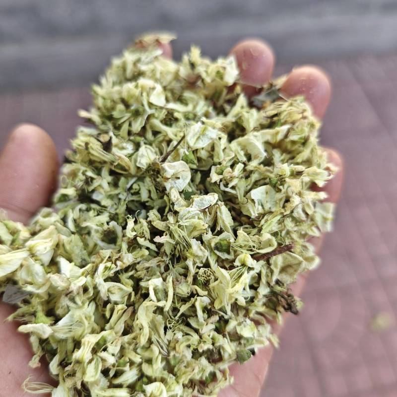 山东精品药用槐花统货
