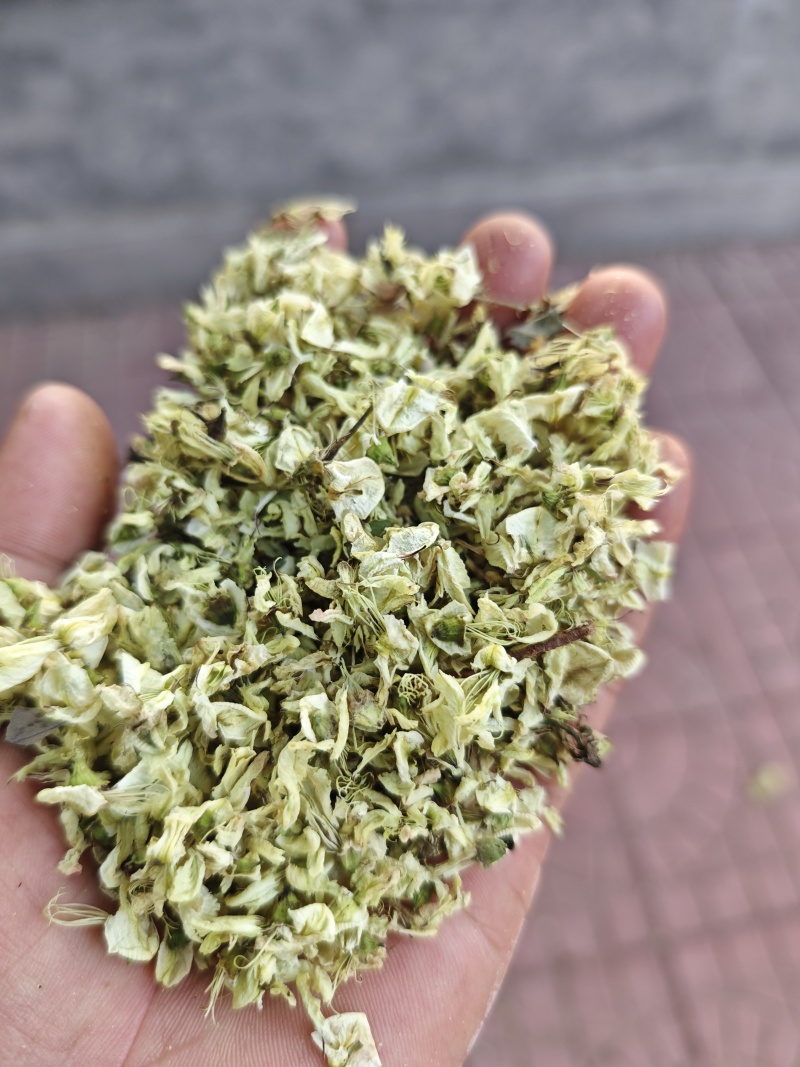 山东精品药用槐花统货