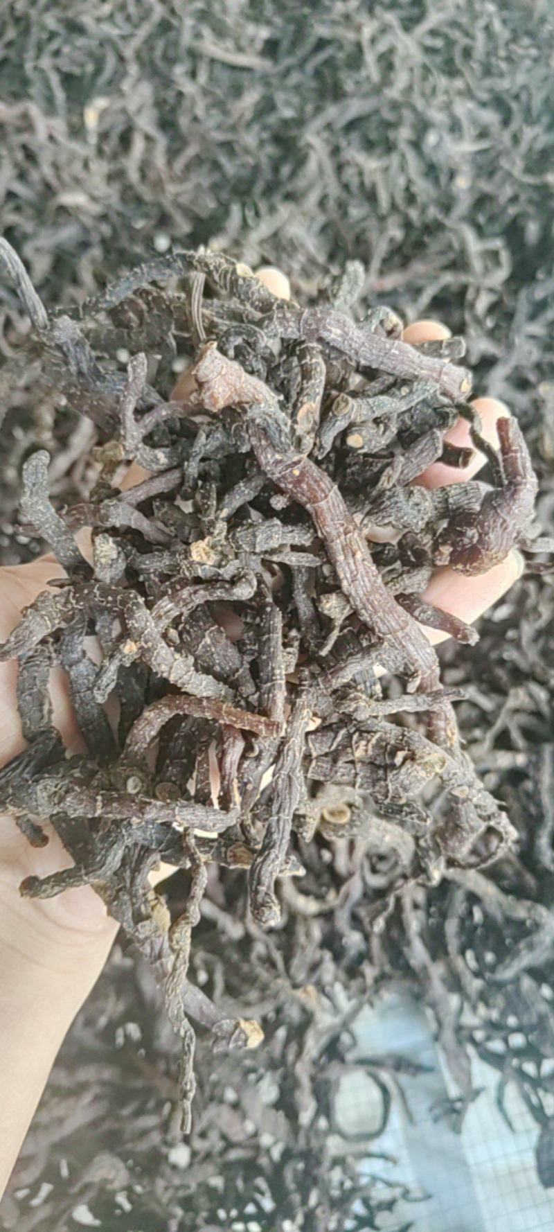 玉竹九蒸九晒玉竹黄精野生玉竹即食软糯香甜