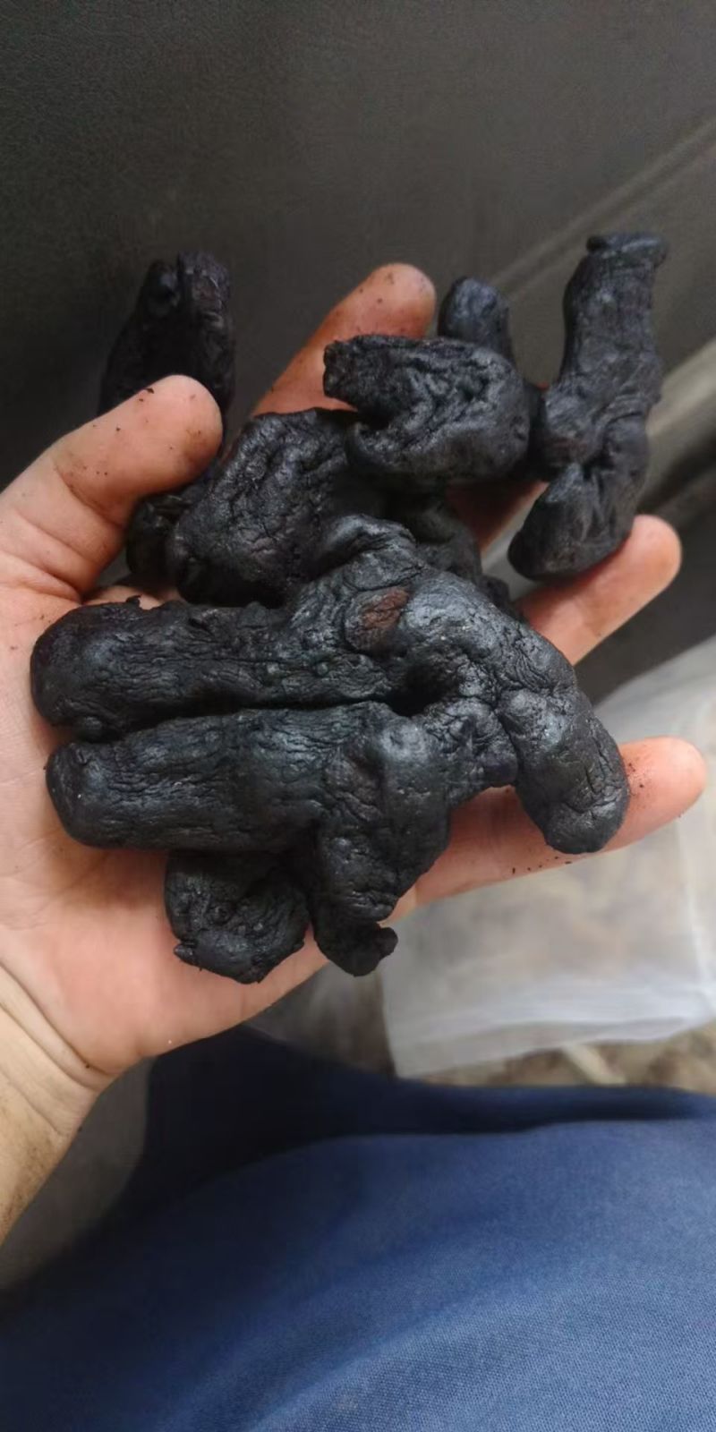 细叶姜形黄精新鲜统货种茎选货河南伏牛冬季倒苗