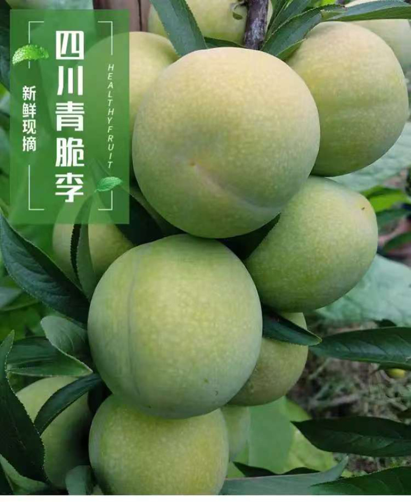 青脆李子/四川李子/脱骨李子/青李子