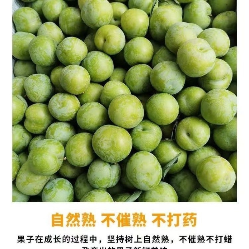青脆李子/四川李子/脱骨李子/青李子
