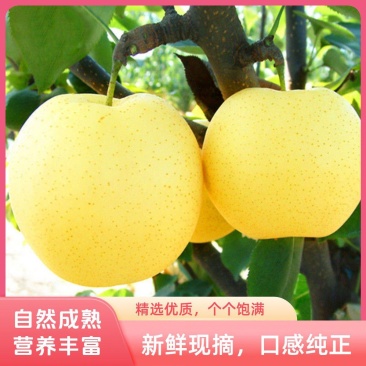 大量皇冠梨上市，有需要的咨询联系***********