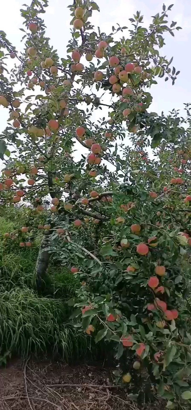 自家园子，嘎啦苹果，便宜处理
