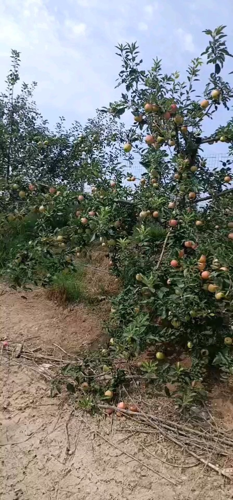 自家园子，嘎啦苹果，便宜处理