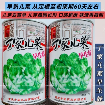 丁家儿菜种子早熟儿芽扁圆长形口感脆嫩儿菜种子早生娃儿菜种